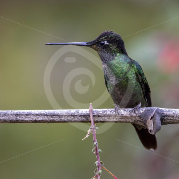 Male Talamanca hummingbird (Eugenes spectabilis) in San Gerardo de Dota, Costa Rica - Nature Stock Photo Agency