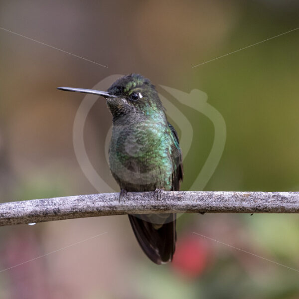 Male Talamanca hummingbird (Eugenes spectabilis) in San Gerardo de Dota, Costa Rica - Nature Stock Photo Agency