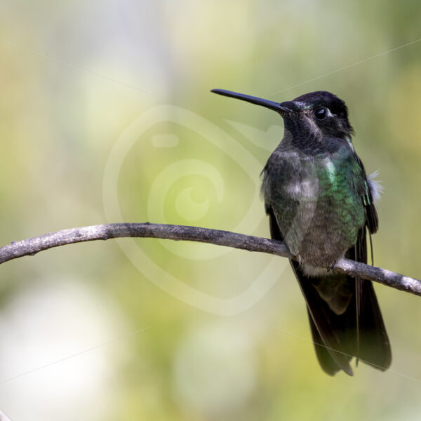 Male Talamanca hummingbird (Eugenes spectabilis) in the Savegre Valley, San Gerardo de Dota, Costa Rica - Nature Stock Photo Agency