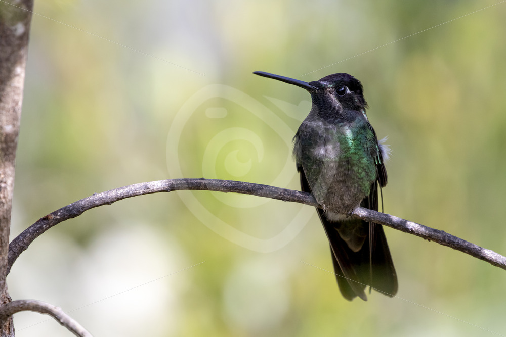 Male Talamanca hummingbird (Eugenes spectabilis) in the Savegre Valley, San Gerardo de Dota, Costa Rica - Nature Stock Photo Agency