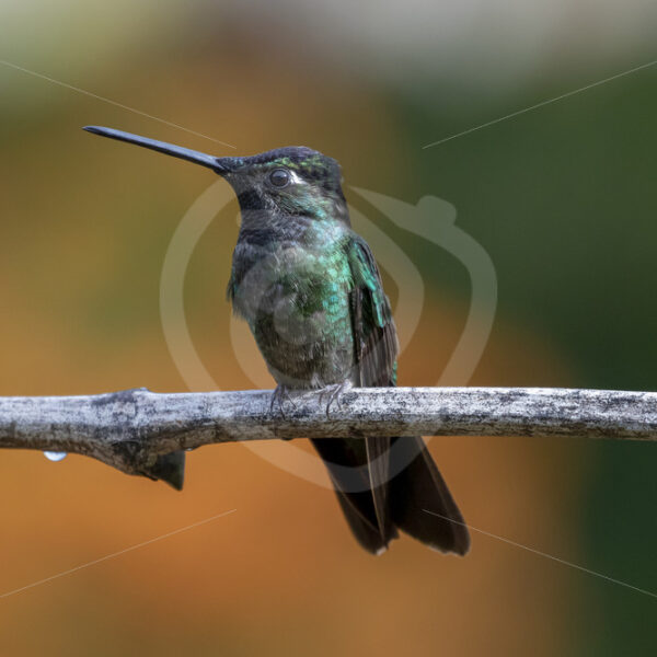 Male Talamanca hummingbird (Eugenes spectabilis) on a branch San Gerardo de Dota, Costa Rica - Nature Stock Photo Agency