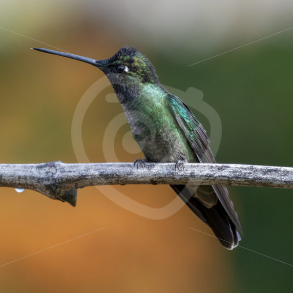 Male Talamanca hummingbird in San Gerardo de Dota, Costa Rica - Nature Stock Photo Agency