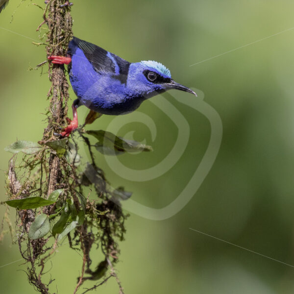 Male red-legged honeycreeper hanging in the trees, La Fortuna, Costa Rica - Nature Stock Photo Agency