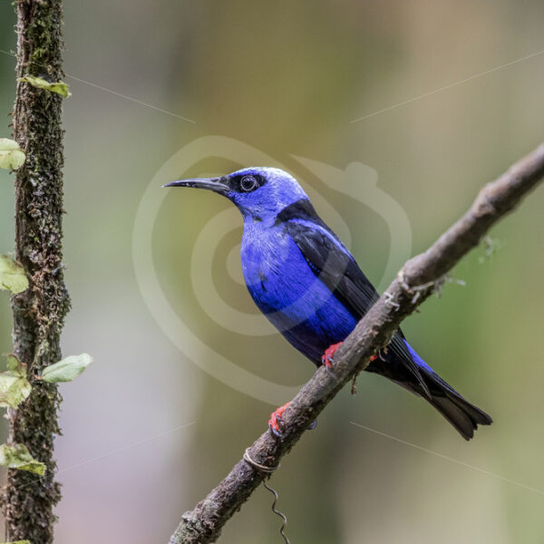 Male red-legged honeycreeper waiting on a branch to catch some food, La Fortuna, Costa Rica - Nature Stock Photo Agency