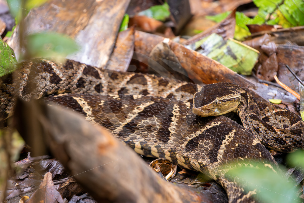 Mating couple of Fer-de-lance in Mystico Park, La Fortuna, Costa Rica - Nature Stock Photo Agency