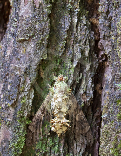 Moth killed by Cordyceps Fungus, Parque Nacional Volcán Arenal, Costa Rica - Nature Stock Photo Agency