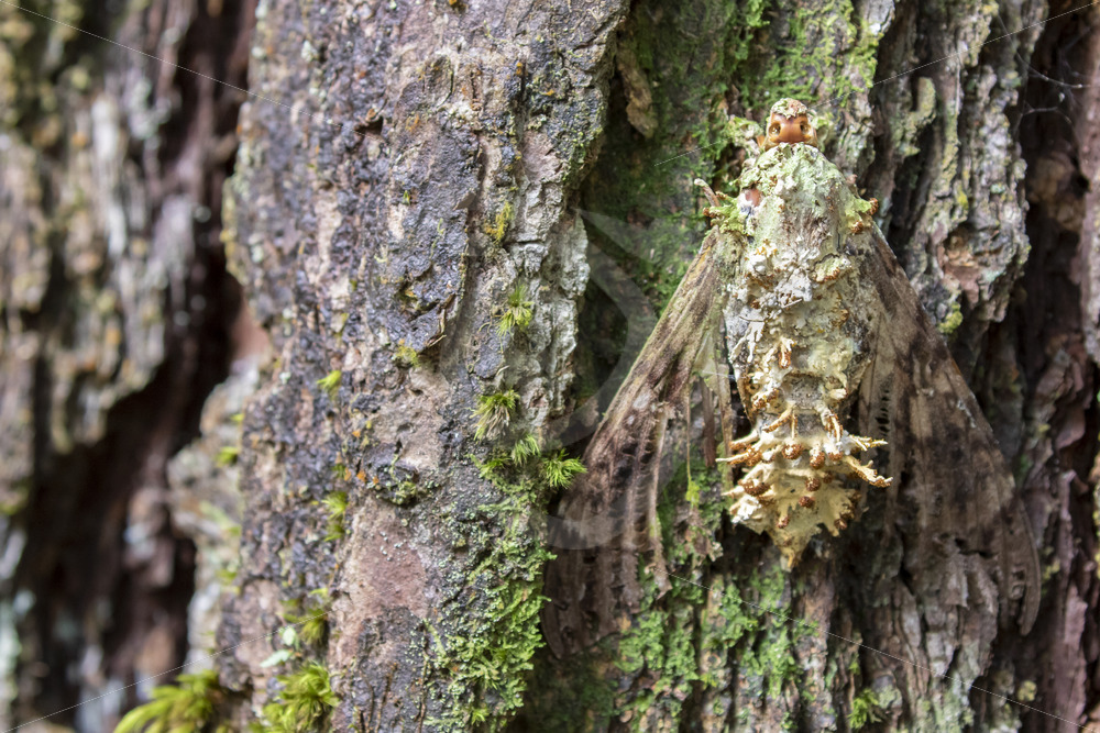 Moth killed by the Cordyceps Fungus, Parque Nacional Volcán Arenal, Costa Rica - Nature Stock Photo Agency