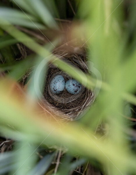 Nest of the Slaty Flowerpiercer, Savegre, San Gerardo de Dota - Nature Stock Photo Agency