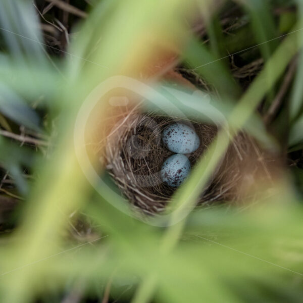 Nest of the Slaty Flowerpiercer, Savegre, San Gerardo de Dota, Costa Rica - Nature Stock Photo Agency