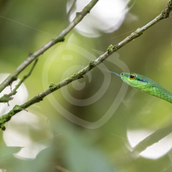 Parrot snake climbing in the canopy of an Arenal forest, Costa Rica - Nature Stock Photo Agency