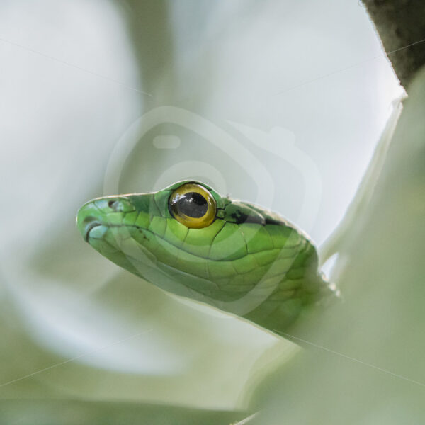 Parrot snake close up near La Fortuna, Costa Rica - Nature Stock Photo Agency