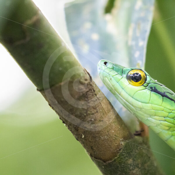 Parrot snake in the trees, La Fortuna, Costa Rica - Nature Stock Photo Agency