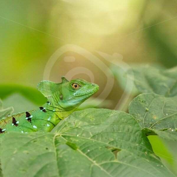 Plumed basilisk (Basiliscus plumifrons) in La Fortuna, Costa Rica - Nature Stock Photo Agency