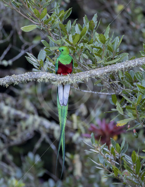 Quetzal (Pharomachrus mocinno) in the Savegre valley, San Gerardo de Dota, Costa Rica - Nature Stock Photo Agency