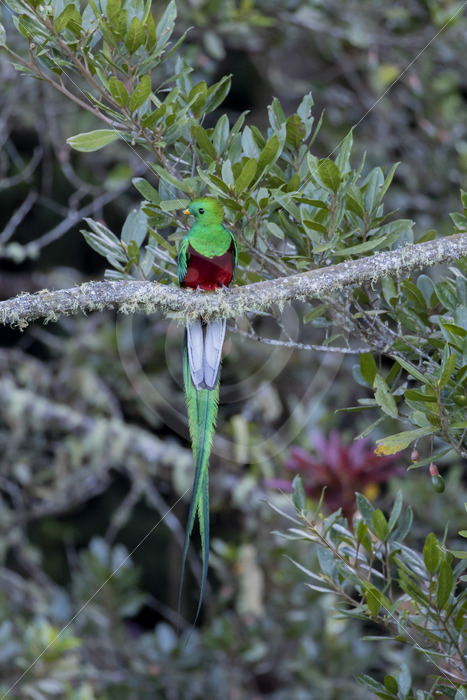 Quetzal (Pharomachrus mocinno) in the Savegre valley, San Gerardo de Dota, Costa Rica - Nature Stock Photo Agency