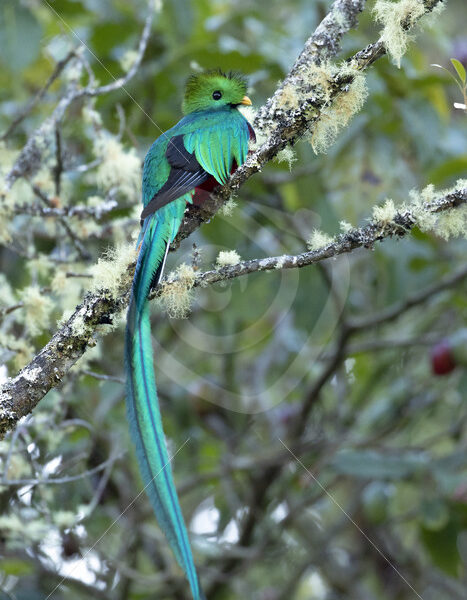 Quetzal (Pharomachrus mocinno) in the Savegre valley, San Gerardo de Dota, Costa Rica - Nature Stock Photo Agency