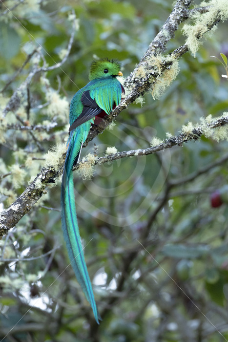 Quetzal (Pharomachrus mocinno) in the Savegre valley, San Gerardo de Dota, Costa Rica - Nature Stock Photo Agency