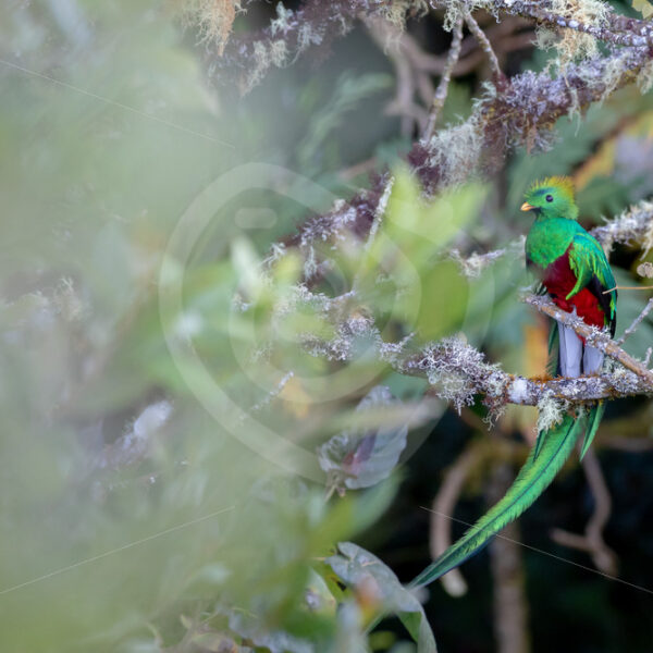 Resplendent quetzal (Pharomachrus mocinno), San Gerardo de Dota, Costa Rica - Nature Stock Photo Agency