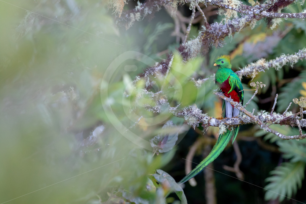 Resplendent quetzal (Pharomachrus mocinno), San Gerardo de Dota, Costa Rica - Nature Stock Photo Agency
