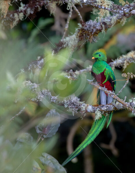Resplendent quetzal (Pharomachrus mocinno), Savegre valley, San Gerardo de Dota, Costa Rica - Nature Stock Photo Agency
