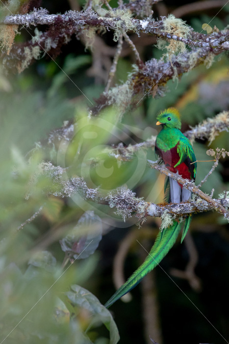 Resplendent quetzal (Pharomachrus mocinno), Savegre valley, San Gerardo de Dota, Costa Rica - Nature Stock Photo Agency