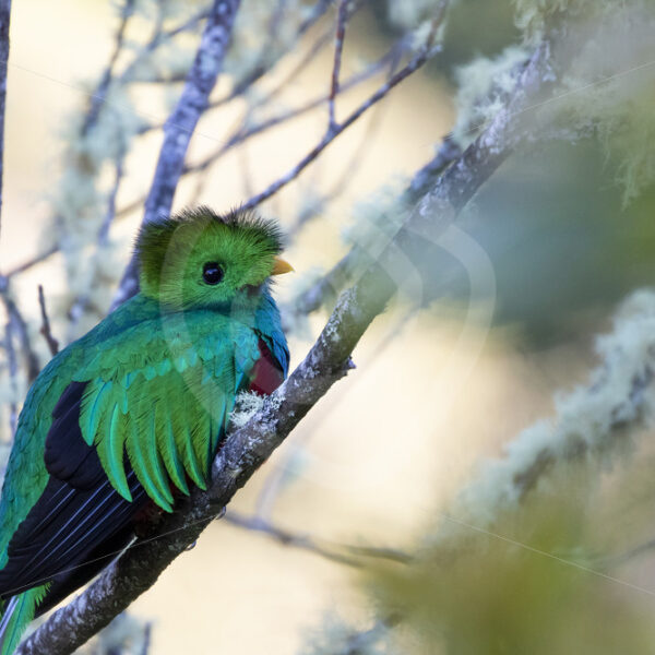 Resplendent quetzal (Pharomachrus mocinno) in San Gerardo de Dota, Costa Rica - Nature Stock Photo Agency