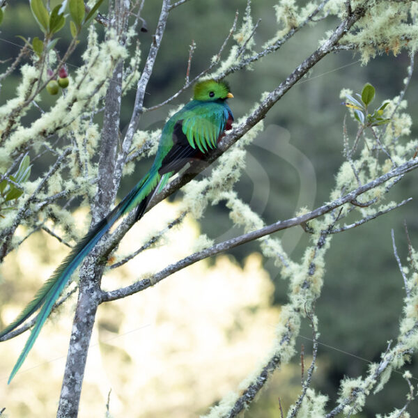 Resplendent quetzal (Pharomachrus mocinno) in the Savegre valley, San Gerardo de Dota, Costa Rica - Nature Stock Photo Agency
