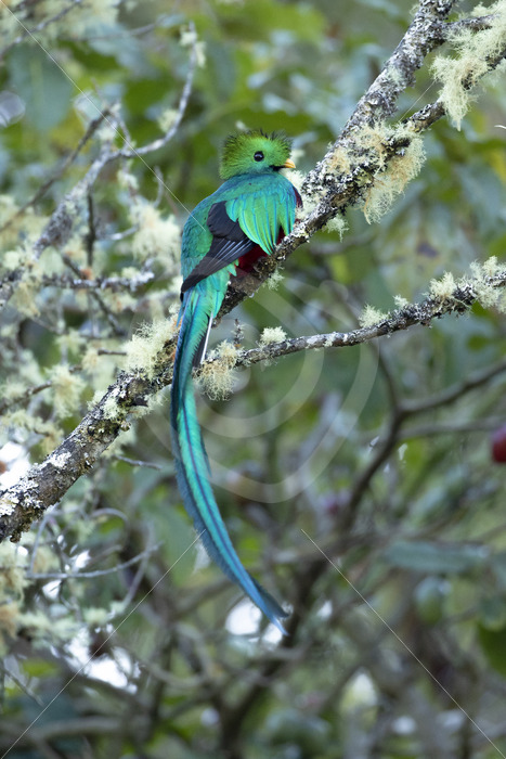 Resplendent quetzal in San Gerardo de Dota, Costa Rica - Nature Stock Photo Agency