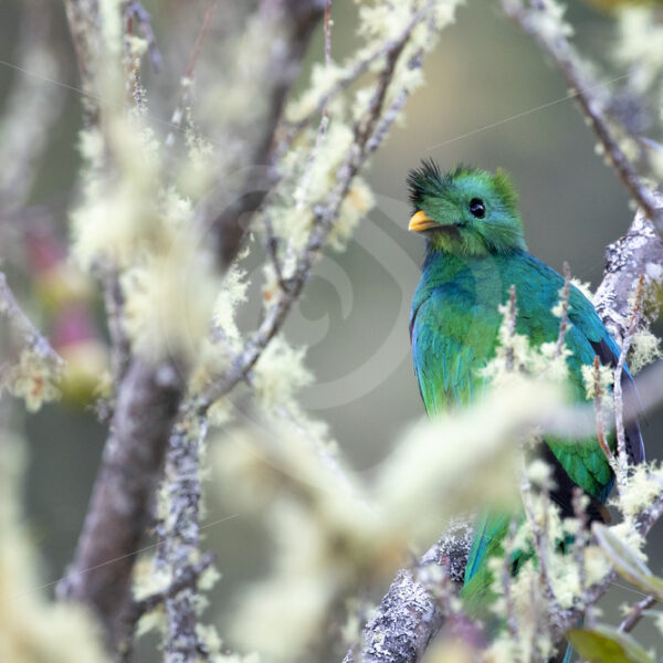 Resplendent quetzal in San Gerardo de Dota, Costa Rica - Nature Stock Photo Agency