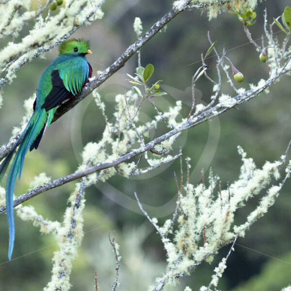 Resplendent quetzal in the Savegre valley, San Gerardo de Dota, Costa Rica - Nature Stock Photo Agency