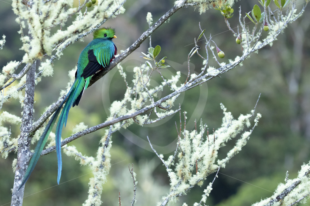 Resplendent quetzal in the Savegre valley, San Gerardo de Dota, Costa Rica - Nature Stock Photo Agency