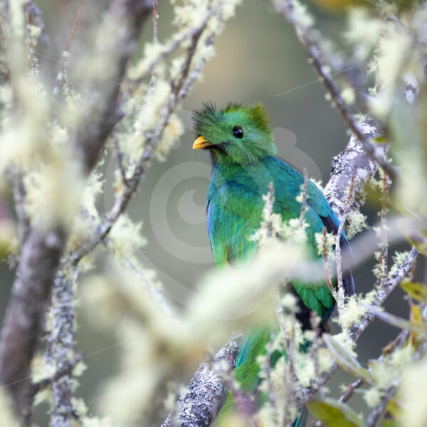 Resplendent quetzal in the Savegre valley, San Gerardo de Dota, Costa Rica - Nature Stock Photo Agency