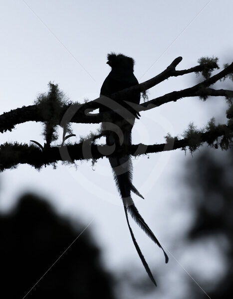 Resplendent quetzal silhouette in San Gerardo de Dota, Costa Rica - Nature Stock Photo Agency