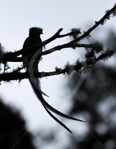 Resplendent quetzal silhouette in the Savegre valley, San Gerardo de Dota, Costa Rica - Nature Stock Photo Agency