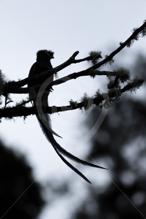 Resplendent quetzal silhouette in the Savegre valley, San Gerardo de Dota, Costa Rica - Nature Stock Photo Agency