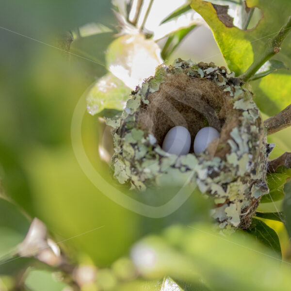 Scintillant hummingbird nest, Talamanca mountains in San Gerardo de Dota - Nature Stock Photo Agency