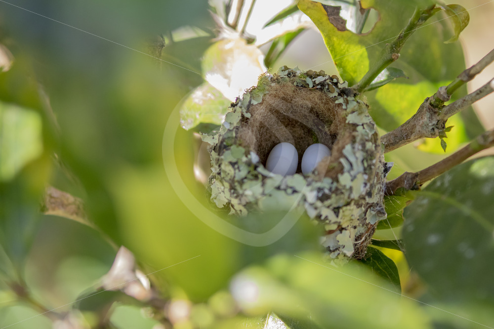 Scintillant hummingbird nest, Talamanca mountains in San Gerardo de Dota - Nature Stock Photo Agency