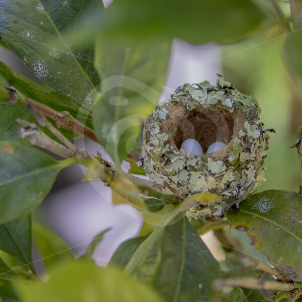 Scintillant hummingbird nest with eggs in the Talamanca mountains, Savegre Valley, San Gerardo de Dota - Nature Stock Photo Agency
