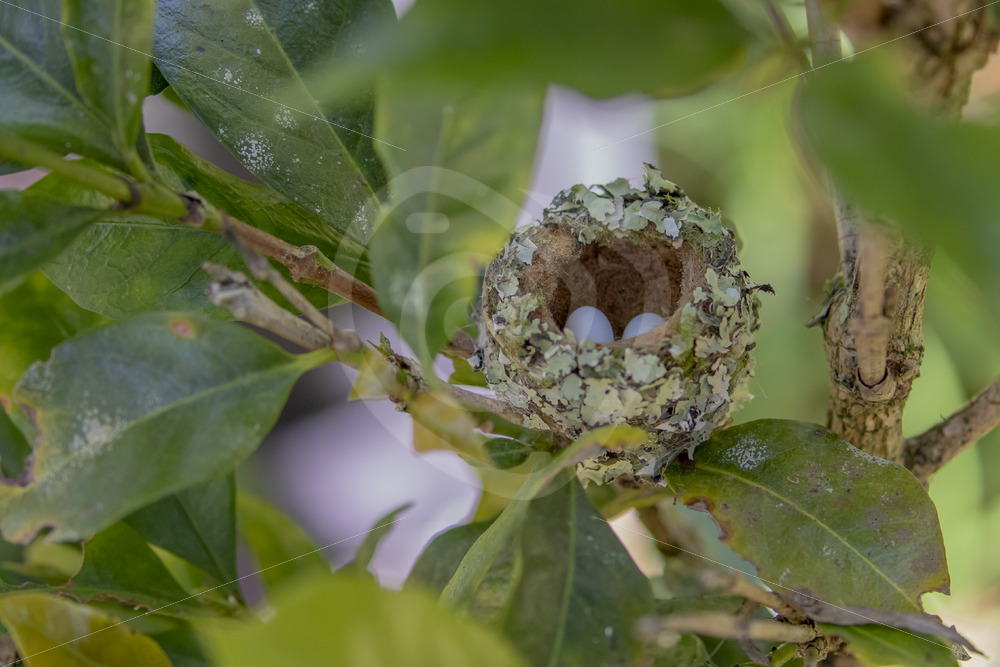 Scintillant hummingbird nest with eggs in the Talamanca mountains, Savegre Valley, San Gerardo de Dota - Nature Stock Photo Agency