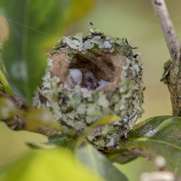 Scintillant hummingbird nest with eggs in the Talamanca mountains in San Gerardo de Dota - Nature Stock Photo Agency