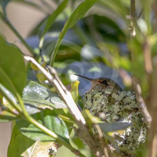 Scintillant hummingbird on its nest in the Talamanca mountains in San Gerardo de Dota, Costa Rica - Nature Stock Photo Agency