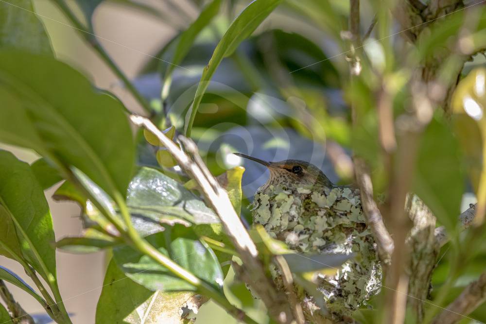 Scintillant hummingbird on its nest in the Talamanca mountains in San Gerardo de Dota, Costa Rica - Nature Stock Photo Agency