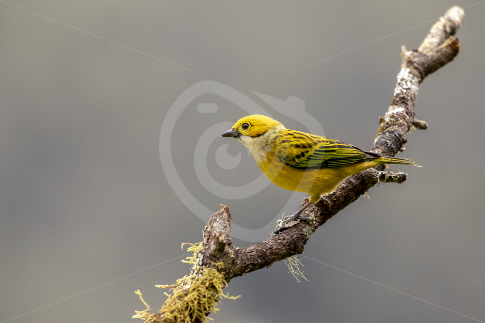 Silver-throated tanager (angara icterocephala), La Fortuna, Costa Rica - Nature Stock Photo Agency