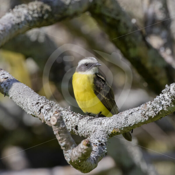 Social Flycatcher in a garden, south of San Jose, Costa Rica - Nature Stock Photo Agency