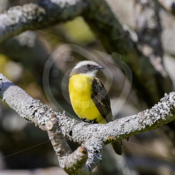 Social Flycatcher in the south of San Jose, Costa Rica - Nature Stock Photo Agency