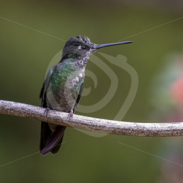 Talamanca hummingbird (Eugenes spectabilis), Costa Rica - Nature Stock Photo Agency