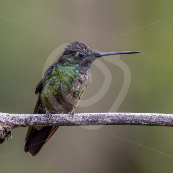 Talamanca hummingbird (Eugenes spectabilis), Costa Rica - Nature Stock Photo Agency