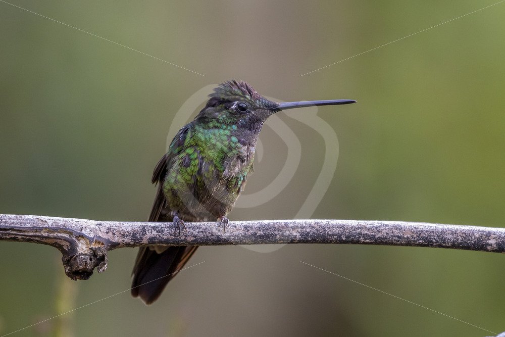 Talamanca hummingbird (Eugenes spectabilis), Costa Rica - Nature Stock Photo Agency