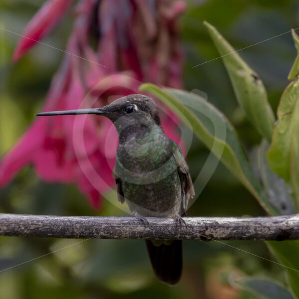 Talamanca hummingbird (Eugenes spectabilis) in San Gerardo de Dota - Nature Stock Photo Agency