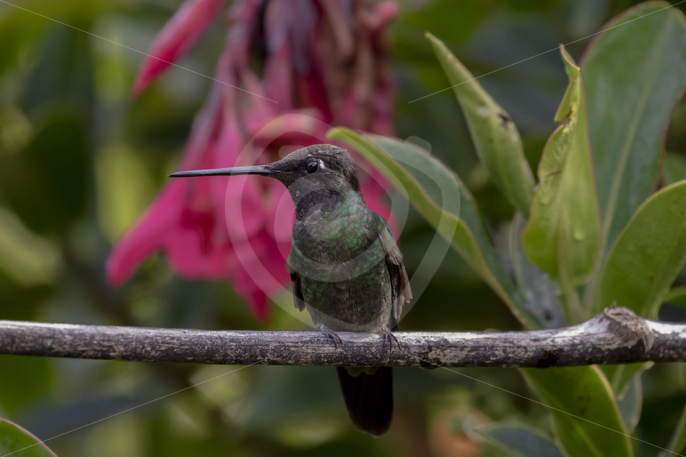 Talamanca hummingbird (Eugenes spectabilis) in San Gerardo de Dota - Nature Stock Photo Agency